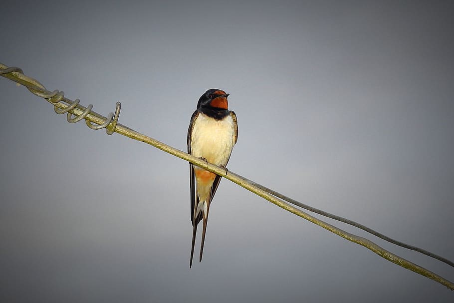 schlucken, Vogel, sich ausruhen, Tierthemen, Tier, Wirbeltier, Tierwelt, ein Tier, Tiere in freier Wildbahn, hocken, keine Leute, kopieren sie platz, Studioaufnahme, Natur, grauer Hintergrund, Schönheit in der Natur, grau, draußen, Nahansicht, Zweig, Singvogel, 4K