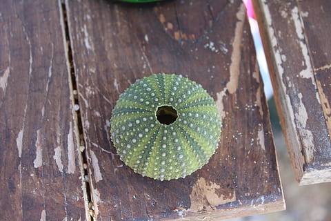 Concha, verde, verão, madeira - material, fechar-se, ninguém, cor verde, dia, ao ar livre, natureza, focar em primeiro plano, visão de alto ângulo, plantar, Comida, diretamente acima, crescimento, mesa, beleza na natureza, comida e bebida, frescura, madeira, texturizado, folha, 5K, CC0, domínio público, royalty free