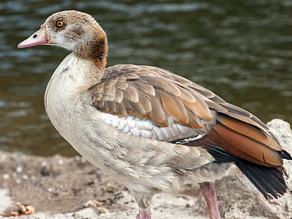 άγριος, nilgans, widgans, ποτάμι, πουλί, σπονδυλωτό, ζωικά θέματα, άγριας ζωής των ζώων, ζώο, λίμνη, νερό, ζώα στη φύση, ένα ζώο, εστίαση σε νέα στοιχεία, ημέρα, φύση, γκρο πλαν, χωρίς κόσμο, λιμνοθάλασσα, πάπια, πουλερικά, νερό πουλί, πλαϊνή όψη, ράμφος, 2K, CC0, δημόσιος τομέαςα, χωρίς δικαιώματαe