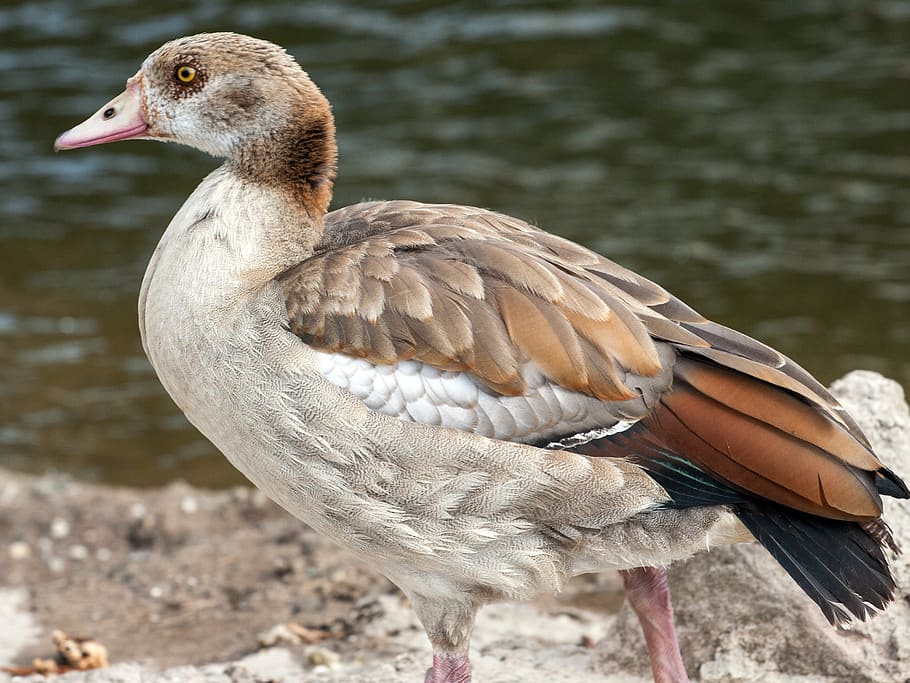 divoký, nilgans, vdova, řeka, pták, obratlovců, zvířat, zvíře, jezero, voda, zvířata ve volné přírodě, jednoho zvířete, zaměřit se na popředí, den, Příroda, detail, nikdo, břeh jezera, kachna, drůbež, vodní pták, boční pohled, zobák, 2K