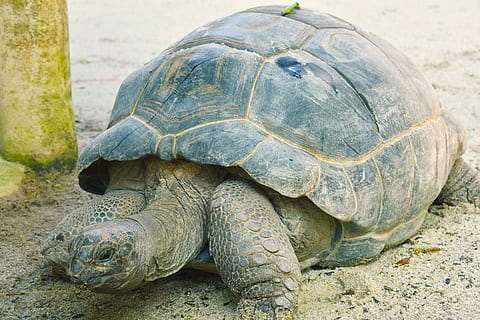 tortoise, shell, turtle, reptile, animal themes, animal, animal wildlife, vertebrate, animals in the wild, one animal, nature, animal shell, no people, land, tortoise shell, day, close-up, outdoors, focus on foreground, zoology, marine, 5K, CC0, public domain, royalty free