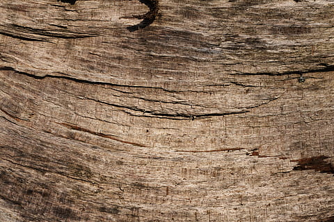 bark, beech, tribe, log, background wood, pattern, texture, wood texture, background image, structure, material, surface, grain, rauh, full frame, backgrounds, wood - material, textured, brown, no people, rough, close-up, wood, tree, wood grain, tree trunk, cracked, natural pattern, nature, trunk, damaged, outdoors, plant, textured effect, 5K, CC0, public domain, royalty free