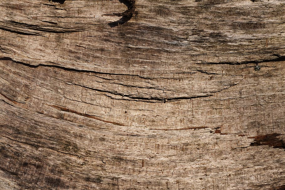 escorça, faig, tribu, registre, fusta de fons, patró, textura, textura de fusta, imatge de fons, estructura, material, superfície, gra, rauh, marc complet, fons, material de fusta, marró, cap gent, aspre, primer pla, fusta, arbre, gra de fusta, tronc de l'arbre, esquerdat, patró natural, naturalesa, tronc, espatllat, a l'aire lliure, planta, efecte texturat, 5K
