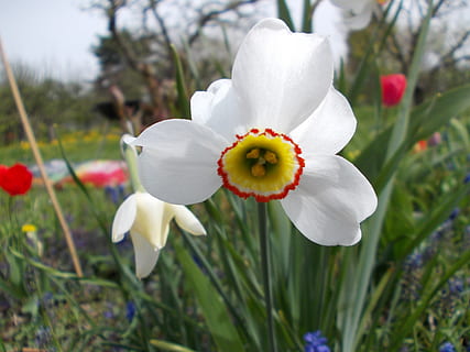 primăvară, zarnacadea, planta cu flori, floare, plantă, frumusețe în natură, prospeţime, creştere, fragilitate, petală, vulnerabilitate, a închide, inflorescenţă, culoare alba, cap de floare, să se concentreze asupra primelor elemente, natură, nici o persoana, zi, camp, teren, în aer liber, polen, puritate, 2K, CC0, domeniu public, fără drepturi de autor