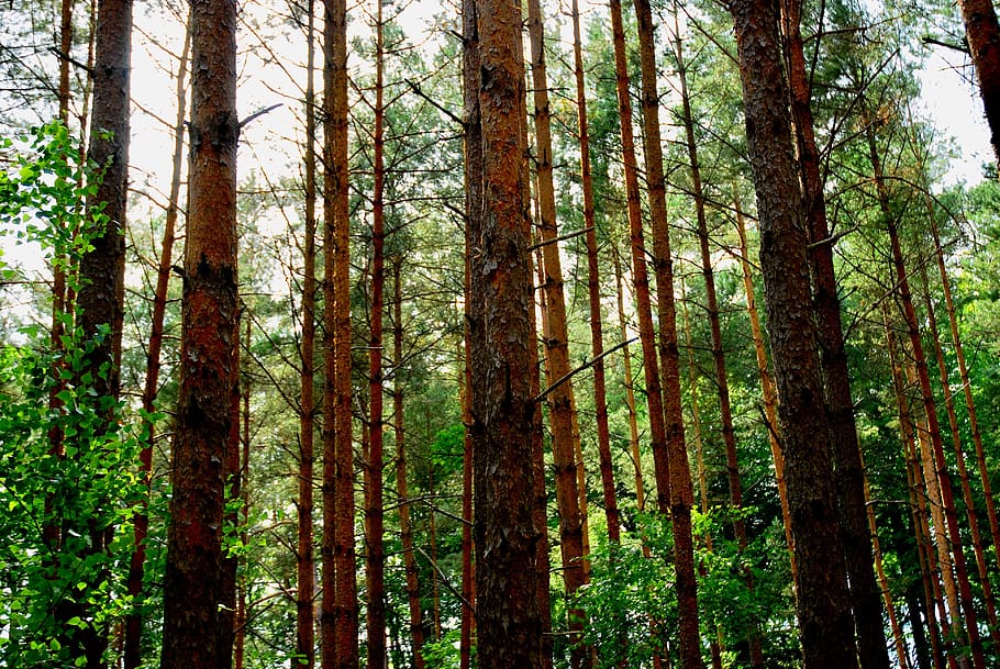 Forrest, arbre, cel, bosc, planta, terra, tronc de l'arbre, tronc, creixement, tranquil·litat, escenics - natura, bellesa a la natura, escena tranquil·la, naturalesa, escena no urbana, dia, cap gent, medi ambient, a l'aire lliure, color verd, pi, bosc de pi, arbre de coníferes, arbre de fulla perenne, bambú - planta, selva tropical, 4K
