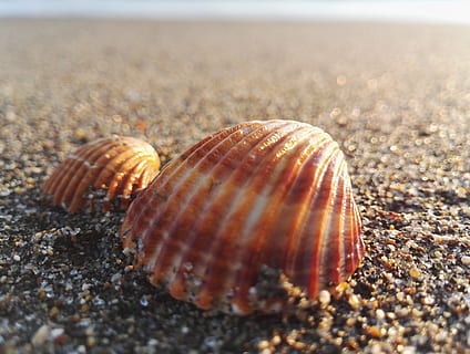 shell, exoskeleton, písek, costa, zvířat, zvíře, moře, přistát, Příroda, zvířata ve volné přírodě, pláž, zvířecí shell, selektivní zaměření, detail, nikdo, mušle, den, voda, krása v přírodě, bezobratlý, mořský život, venku, námořní, povrchu, oblázek, 5K, CC0, veřejná doména, bez autorských práv