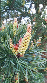 pinya de pi, pi, agulles, primavera, naturalesa, arbre, bosc, Ningú, creixement, planta, color verd, dia, bellesa a la natura, centrar-se en primer pla, primer pla, cap gent, branca, fruita, menjar i beguda, menjar, alimentació saludable, frescor, a l'aire lliure, full, agulla - part de la planta, arbre de coníferes, 4K, CC0, domini públic, lliure de regalies