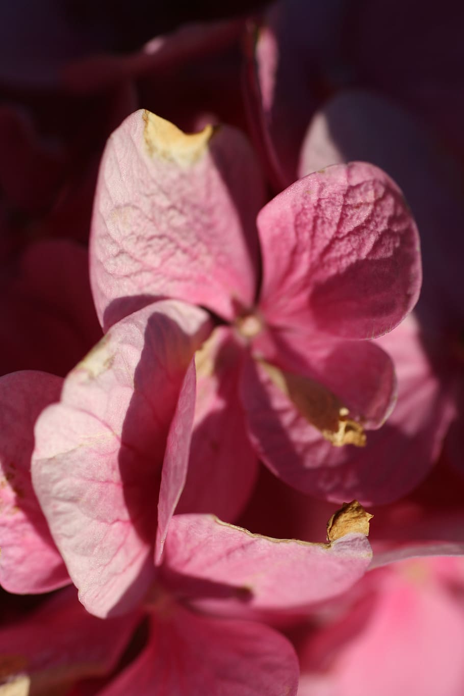 hydrangea, bunga-bunga, kelopak, tanaman berbunga, bunga, daun bunga, keindahan di alam, menanam, merapatkan, kesegaran, kerapuhan, kerentanan, hal berkembang, kepala bunga, warna merah jambu, pertumbuhan, alam, tidak ada orang, fokus selektif, serbuk sari, makro, musim semi, di luar rumah, kelembutan, 2K