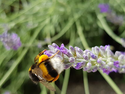 insecto, abeja, naturaleza, polen, flor, néctar, animal, ali, miel, volar, primavera, al aire libre, floración, planta floreciendo, invertebrado, temas de animales, un animal, planta, fauna animal, belleza en la naturaleza, animales en la naturaleza, fragilidad, púrpura, de cerca, vulnerabilidad, crecimiento, frescura, cabeza de flor, pétalo, polinización, nadie, abejorro, 4K, CC0, dominio público, libre de derechos
