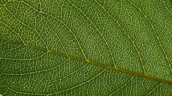 leaf, backlit, green, flora, foliage, macro, translucency, green color, plant part, backgrounds, full frame, plant, close-up, leaf vein, no people, nature, beauty in nature, growth, textured, extreme close-up, outdoors, botany, day, natural pattern, freshness, 2K, CC0, public domain, royalty free