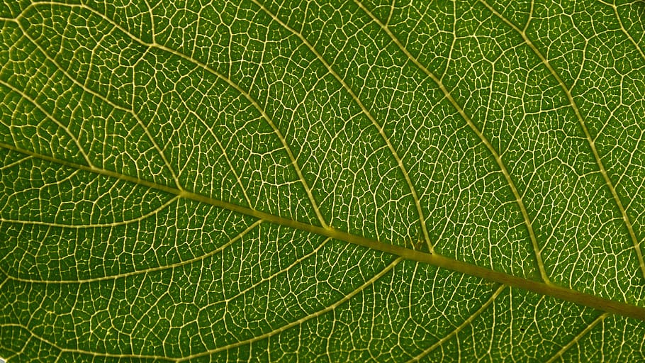 list, podsvícený, zelená, flóra, listy, makro, průsvitnost, zelená barva, rostlinné části, pozadí, celý rám, rostlina, detail, listová žíla, nikdo, Příroda, krása v přírodě, růst, texturou, extrémní detail, venku, botanika, den, přírodní vzor, svěžest, 2K