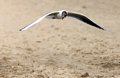 approach, beach, ease, bird, animal themes, flying, animal, animals in the wild, one animal, vertebrate, no people, animal wildlife, day, spread wings, nature, motion, land, outdoors, animal body part, mid-air, focus on foreground, sharp, single object, steel, 2K, CC0, public domain, royalty free