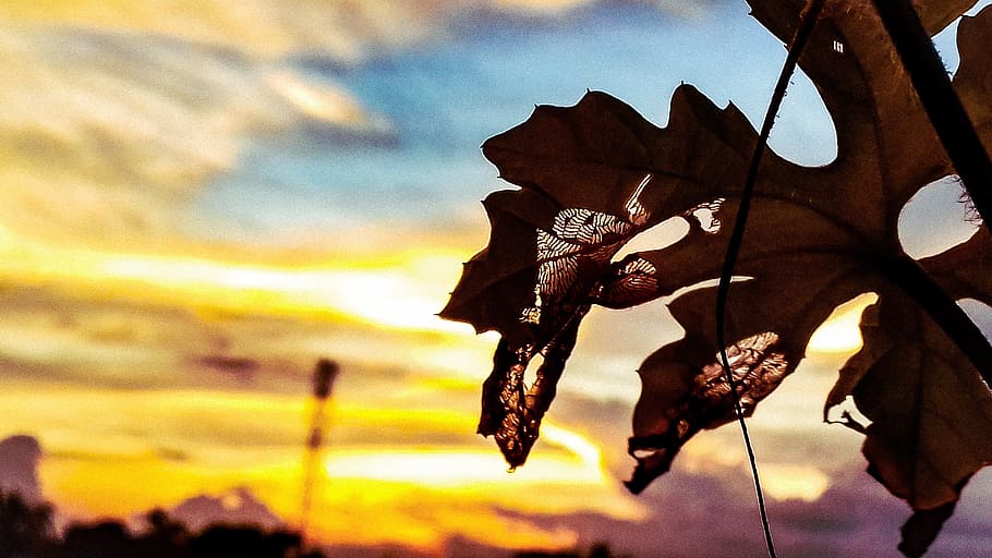 cielo, foglia, mentore, concentrarsi sulle conoscenze acquisite, nuvola - cielo, natura, parte vegetale, avvicinamento, nessuno, bellezza nella natura, pianta, asciutto, all'aperto, la tranquillità, giorno, tramonto, vulnerabilità, crescita, albero, fragilità, sospeso, le foglie, secco, 2K