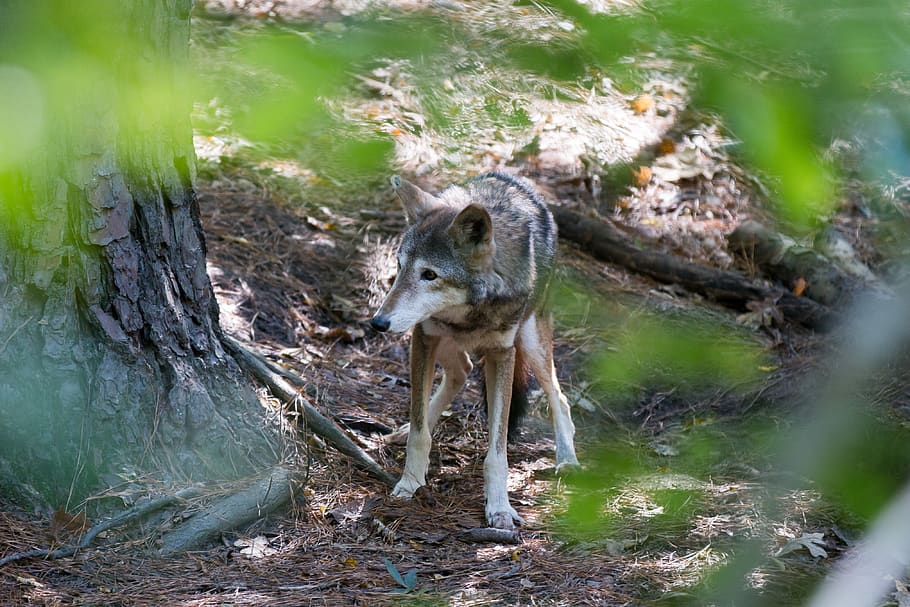 llop vermell, llop, en perill d’extinció, animal, temes d'animals, mamífer, un animal, fauna animal, arbre, animals a la natura, tronc, tronc de l'arbre, planta, naturalesa, terra, cap gent, dia, bosc, vertebrats, enfocament selectiu, a l'aire lliure, camp, longitud completa, 4K