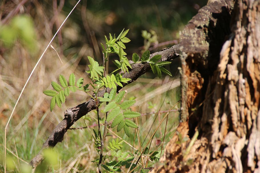 bosc, arbre jove, primavera, brollar, fauna animal, planta, animals a la natura, arbre, temes d'animals, animal, un animal, naturalesa, dia, centrar-se en primer pla, cap gent, enfocament selectiu, tronc de l'arbre, tronc, vertebrats, ocell, creixement, a l'aire lliure, primer pla, posat, papallona - insecte, 5K