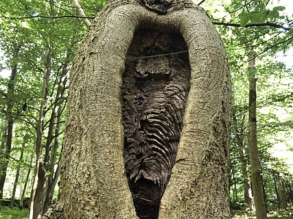 albero, alberi, abbaiare, Forrest, pianta, tronco, tronco d'albero, giorno, arte e artigianato, natura, Inquadratura dal basso, nessuno, creatività, foresta, mestiere, struttura costruita, rappresentazione, all'aperto, crescita, rappresentazione umana, scultura, architettura, ramo, 4K, CC0, dominio pubblico, privo di copyright