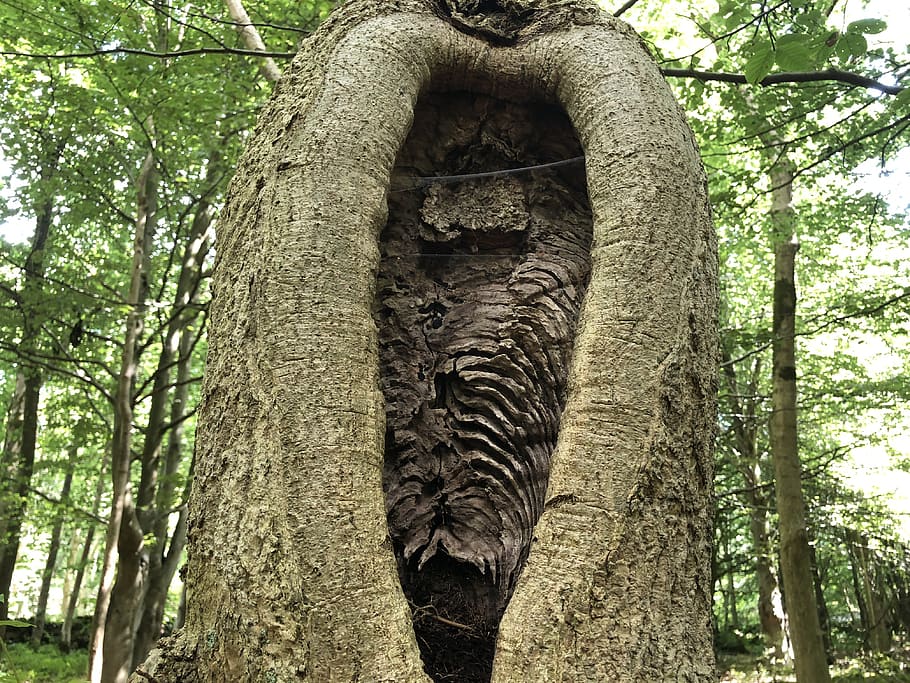 albero, alberi, abbaiare, Forrest, pianta, tronco, tronco d'albero, giorno, arte e artigianato, natura, Inquadratura dal basso, nessuno, creatività, foresta, mestiere, struttura costruita, rappresentazione, all'aperto, crescita, rappresentazione umana, scultura, architettura, ramo, 4K