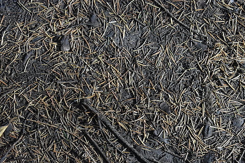 agulla, pi, picea, caigut, fons, textura, naturalesa, plantilla, l'estructura de la, full, marc complet, vista d’angle alt, cap gent, abundància, gran grup d'objectes, sec, arrugat, directament a sobre, dia, patró, primer pla, planta, fenc, a l'aire lliure, encenalls, Munt, 5K, CC0, domini públic, lliure de regalies