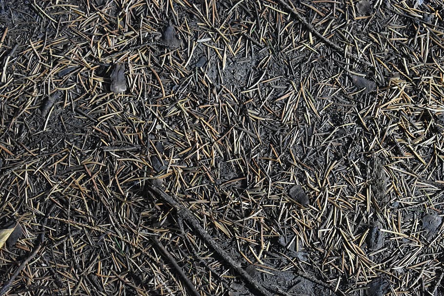 agulla, pi, picea, caigut, fons, textura, naturalesa, plantilla, l'estructura de la, full, marc complet, vista d’angle alt, cap gent, abundància, gran grup d'objectes, sec, arrugat, directament a sobre, dia, patró, primer pla, planta, fenc, a l'aire lliure, encenalls, Munt, 5K