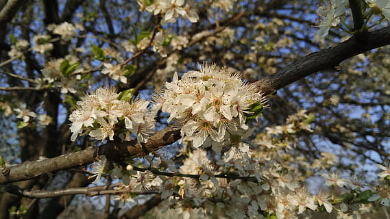 Primavera, árvore florida, plantar, fragilidade, planta com flores, vulnerabilidade, árvore, crescimento, ramo, beleza na natureza, natureza, Flor, fechar-se, dia, frescura, focar em primeiro plano, cor branca, ninguém, visão de baixo ângulo, cabeça de flor, ao ar livre, Flor de cerejeira, pólen, Árvore de cereja, 5K, CC0, domínio público, royalty free