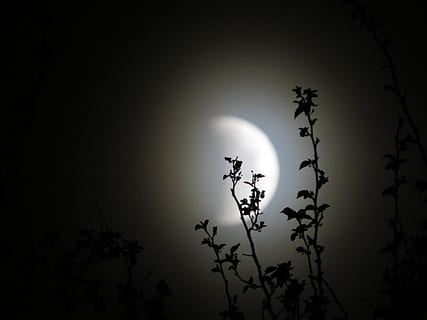 Eclipse de lluna, llum de la lluna, celestial, astronomia, cel, planta, silueta, sol, arbre, cap gent, bellesa a la natura, tranquil·litat, naturalesa, lluna, creixement, vista d’angle baix, escenics - natura, a l'aire lliure, escena tranquil·la, llum solar, lluna plena, retroil·luminat, Lluna planetària, 4K, CC0, domini públic, lliure de regalies