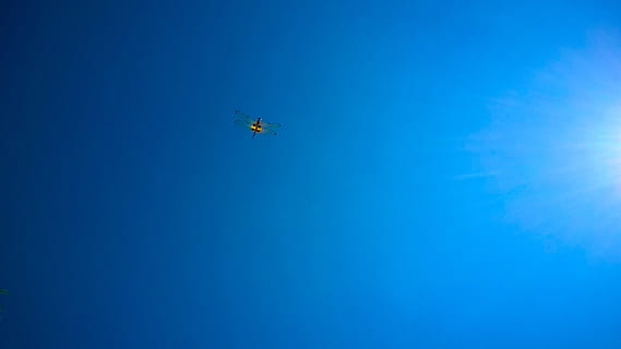 cielo limpio, despejado, libélula vuela, azul, volador, cielo, modo de transporte, transporte, vista de ángulo bajo, vehículo aéreo, nadie, copia espacio, avión, naturaleza, aire, día, movimiento, nube - cielo, al aire libre, belleza en la naturaleza, en movimiento, viaje, directamente debajo, 4K, CC0, dominio público, libre de derechos