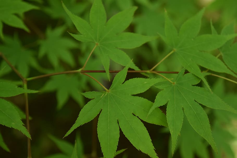 fris groen, esdoorn blad, blad, deel van de plant, groene kleur, groei, fabriek, detailopname, natuur, schoonheid in de natuur, geen mensen, dag, focus op de voorgrond, selectieve aandacht, buitenshuis, volledig kader, versheid, kalmte, natuurlijk patroon, bladeren, kwetsbaarheid, achtergronden, natuurlijke toestand, 5K