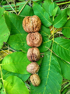 kacang kenari, daun, musim gugur, bagian tanaman, warna hijau, makanan dan minuman, makanan, makan sehat, kacang, tidak ada orang, alam, kacang - makanan, kesegaran, merapatkan, tampilan sudut tinggi, kesejahteraan, pertumbuhan, Daun-daun, buah, hari, menanam, vena daun, di luar rumah, 2K, CC0, domain publik, bebas royalti