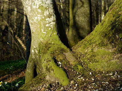 tree root, overgrown, log, moss, tree, tree trunk, trunk, plant, forest, land, growth, nature, focus on foreground, no people, green color, day, beauty in nature, tranquility, plant part, outdoors, woodland, close-up, animal wildlife, rainforest, 4K, CC0, public domain, royalty free