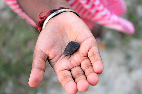 piccola mano, conchiglia, mano, mano umana, parte del corpo umano, una persona, infanzia, avvicinamento, concentrarsi sulle conoscenze acquisite, prole, detenzione, bambino, un animale, fauna selvatica, giorno, natura, vista dall'alto, palma, invertebrato, piccolo, dito, mani a coppa, cura, 5K, CC0, dominio pubblico, privo di copyright