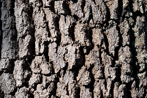 bark, træ, baggrund, kulisse, mønster, struktur, natur, gammel, Skov, overflade, naturlig, bagagerum, tømmer, træ-, ru, egetræ, makro, design, grunge, miljø, robust, fyrretræ, organisk, træstamme, fuld ramme, tekstureret, baggrunde, plante, tæt på, ingen mennesker, naturligt mønster, plantebark, dag, vækst, sollys, udendørs, træ - materiale, tekstureret effekt, naturlig tilstand, 5K, CC0, offentligt domæne, royaltyfrie