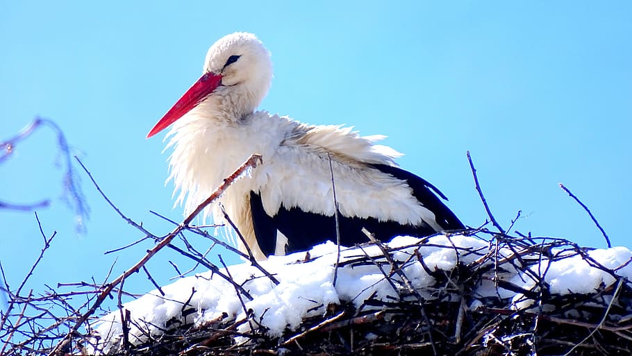 primavera, la neve, uccello, animale, temi animali, vertebrato, cicogna, fauna selvatica, animali allo stato selvatico, cicogna bianca, nessuno, cielo, natura, Inquadratura dal basso, un animale, giorno, nido d'animali, becco, cielo sereno, Colore bianco, all'aperto, appollaiati, uccello d'acqua dolce, 5K
