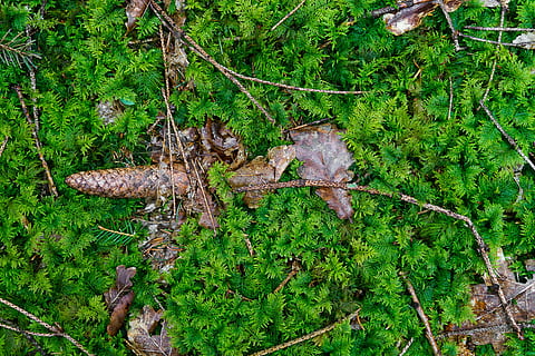 textură, model, natură, fundal, frunze, copac, lemn, pădure, tapet, ecran de fundal, rezervație naturală, Atingeți, macro, Podea de lemn, fundal textura, mușchi, toamnă, a închide, în aer liber, afară, plantă, Culoarea verde, creştere, teren, zi, vedere în unghi mare, nici o persoana, frumusețe în natură, parte a plantelor, liniște, apă, animale sălbatice, camp, animal, 4K, CC0, domeniu public, fără drepturi de autor