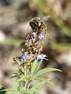 bumblebee, flower libar, flap, invertebrate, insect, animal themes, animal, animal wildlife, animals in the wild, one animal, flowering plant, flower, plant, fragility, bee, vulnerability, beauty in nature, close-up, freshness, focus on foreground, growth, pollination, nature, no people, flower head, purple, 2K, CC0, public domain, royalty free