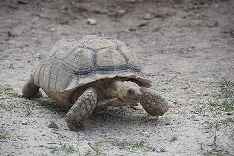 Everglades, tortuga, florida, temes d'animals, animal, rèptil, fauna animal, animals a la natura, un animal, vertebrats, terra, naturalesa, shell, cap gent, dia, closca d’animals, camp, centrar-se en primer pla, primer pla, a l'aire lliure, closca de tortuga, 5K, CC0, domini públic, lliure de regalies