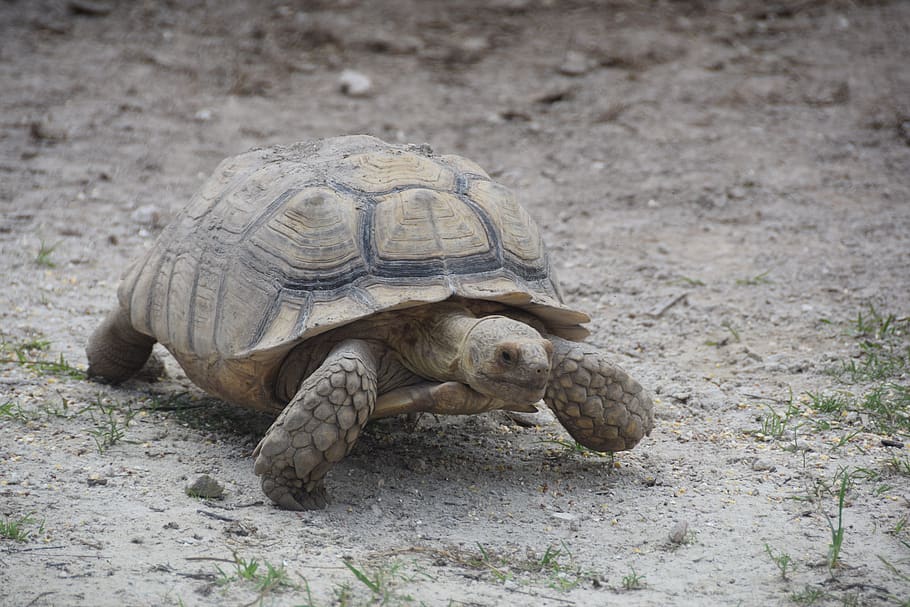 Everglades, tortuga, florida, temes d'animals, animal, rèptil, fauna animal, animals a la natura, un animal, vertebrats, terra, naturalesa, shell, cap gent, dia, closca d’animals, camp, centrar-se en primer pla, primer pla, a l'aire lliure, closca de tortuga, 5K