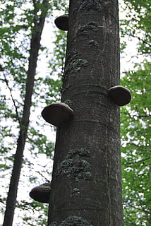 tre, skog, hub, anlegg, trestamme, stamme, lav vinkel visning, natur, dag, ingen folk, fokusere på forgrunnen, utendørs, land, vekst, ro, gren, skjønnhet i naturen, mønster, høy - høy, nærbilde, hull, 4K, CC0, offentlig domene, opphavsrett gratis