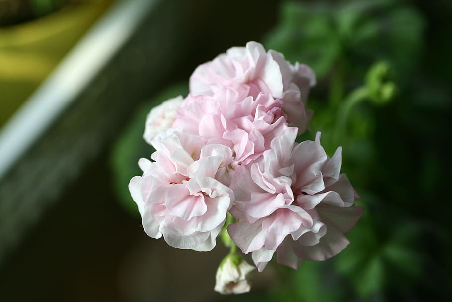 geranium, blomster, blomst, blomstrende plante, skønhed i naturen, plante, lyserød farve, kronblad, friskhed, tæt på, sårbarhed, skrøbelighed, natur, blomsterstand, ingen mennesker, vækst, blomsterhoved, fokus på forgrunden, dag, udendørs, pæon, selektiv fokusering, forår, 2K