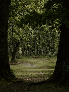 skogstrær, anlegg, tre, trestamme, utendørs, land, natur, vegetasjon, skog, bakke, lund, sti, jungel, fakkel, lys, rot, bygning, hus, bolig, vekst, stamme, skjønnhet i naturen, ro, rolig scene, ingen folk, dag, grønn farge, naturskjønnhet - natur, landskap, sollys, miljø, 8K, CC0, offentlig domene, opphavsrett gratis