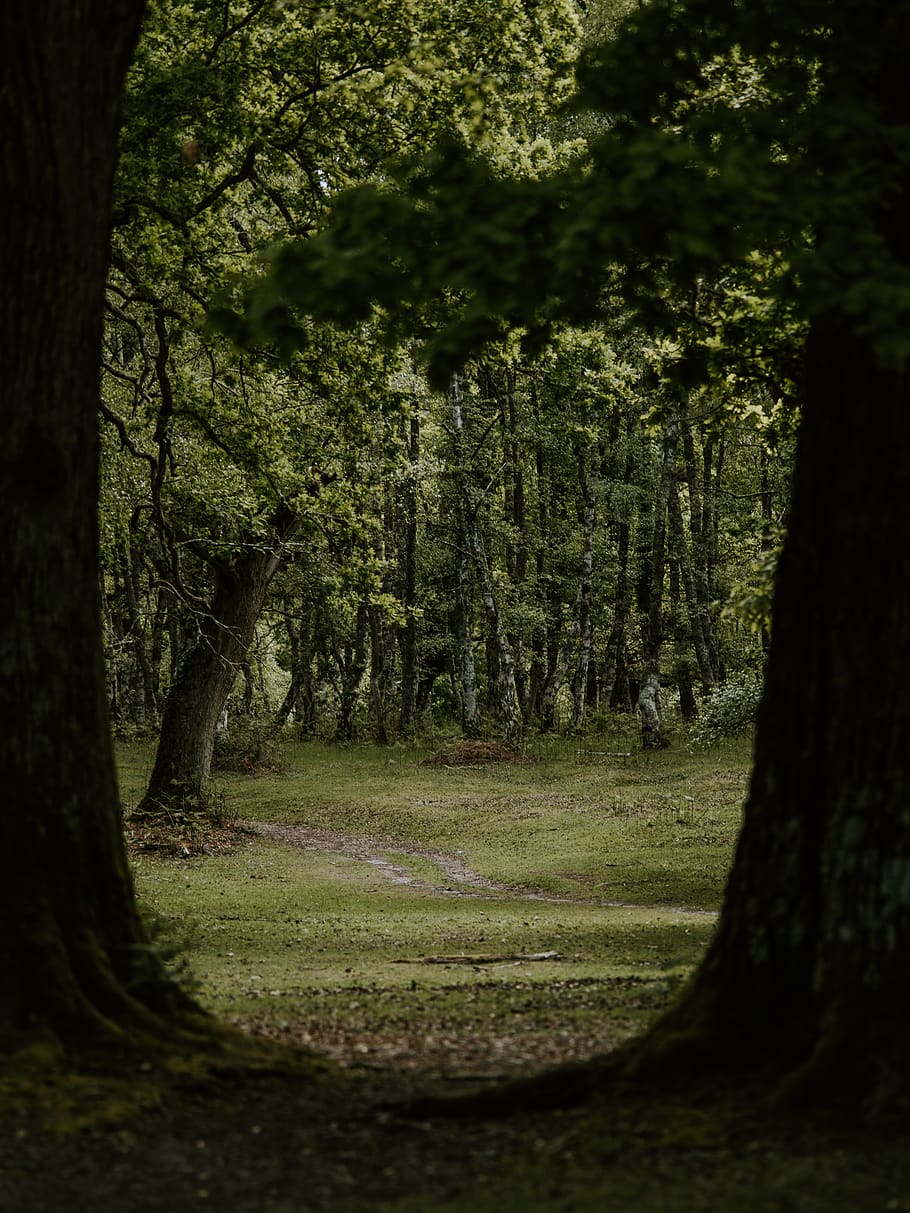 alberi forestali, pianta, albero, tronco d'albero, all'aperto, terra, natura, vegetazione, foresta, bosco, boschetto, sentiero, scenario, giungla, bagliore, luce, radice, costruzione, Casa, alloggiamento, crescita, tronco, bellezza nella natura, la tranquillità, scena tranquilla, nessuno, giorno, colore verde, scenics - natura, paesaggio, luce del sole, ambiente, 8K