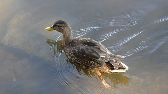 Enten, Fluss, draussen, Wasser, Tier, Tierwelt, Vogel, See, Tierthemen, Tiere in freier Wildbahn, Wirbeltier, ein Tier, Schwimmen, Natur, Wasservogel, Ufergegend, Geflügel, Ente, gewellt, keine Leute, Tag, Stockente, auf dem Wasser schwimmen, flattern, 4K, CC0, gemeinfrei, lizenzfrei