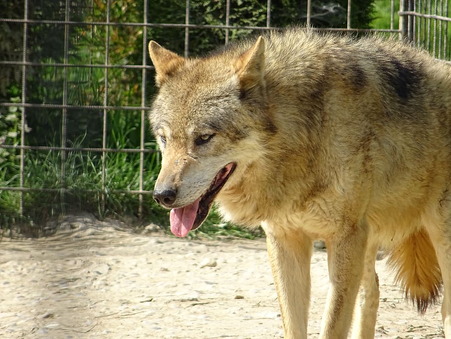 ulv eurasian, dyr, et dyr, dyre temaer, pattedyr, hvirveldyr, dyreliv, husdyr, hunde, indenlandske, hund, kæledyr, fokus på forgrunden, ulv, ingen mennesker, stikker ud tungen, munden åben, dyr i naturen, mund, natur, sidebillede, udendørs, dyresmål, gispende, dyre mund, 5K