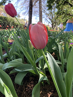 épanouissement, jonquilles, printemps, plante, fleur, plante à fleurs, croissance, beauté dans la nature, vulnérabilité, fragilité, rouge, pétale, fraîcheur, la nature, tulipe, fermer, tête de fleur, inflorescence, se concentrer sur le premier plan, partie de la plante, journée, feuille, terre, personne, en plein air, parterre de fleurs, 4K, CC0, domaine public, libre de droits
