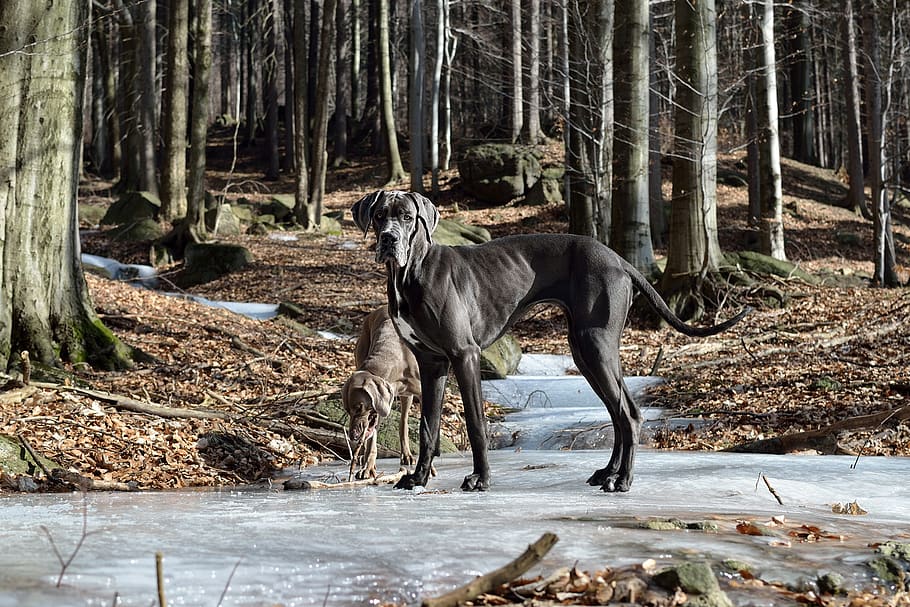 grande danese, cane in piedi, albero, animale, mammifero, temi animali, terra, foresta, vertebrato, fauna selvatica, pianta, natura, tronco, giorno, animali domestici, tronco d'albero, un animale, acqua, nessuno, domestico, cavallo, all'aperto, erbivoro, 1080P