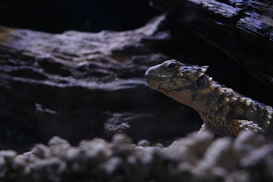 Gady, jaszczurka, ciemność, tematy zwierzęce, zwierzęca przyroda, zwierzę, jedno zwierzę, zwierzęta na wolności, gad, kręgowiec, żadnych ludzi, zbliżenie, Natura, selektywne skupienie, morze, Podwodny, dzień, pływanie, na dworze, skupić się na pierwszym planie, woda, część ciała zwierzęcia, morski, głowa zwierzęcia, iguana, oko zwierzęcia, widok profilu, 5K