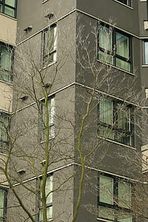 bahar, vancouver, Kanada, yapılı yapı, mimari, dış yapı, bina, insansız, pencere, gün, yansıma, cam malzemesi, bütün çerçeve, ağaç, hasarlı, düşük açılı görünüş, bitki, terkedilmiş, açık havada, çatlamış, duvar inşa özelliği, şube, doğa, yıkılmış, harap, 5K, CC0, kamu malı, telif ücretsiz