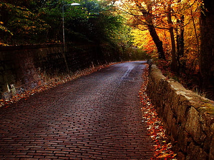 carretera, maons, arbres, Camí, pedra, paviment, passarel·la, pavimentació, aberdeen, boscos, arbre, el camí a seguir, planta, direcció, sendera, canvi, tardor, naturalesa, tranquil·litat, terra, cap gent, escena tranquil·la, bosc, creixement, bellesa a la natura, perspectiva decreixent, tronc de l'arbre, tronc, caient, a l'aire lliure, llarg, caure, 2K, CC0, domini públic, lliure de regalies