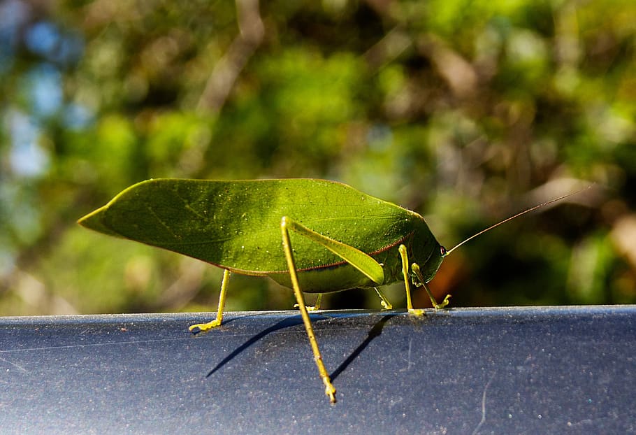 katydid, insecte, temes d'animals, animal, invertebrat, fauna animal, animals a la natura, un animal, color verd, naturalesa, centrar-se en primer pla, primer pla, Llagosta, part del cos dels animals, dia, part de la planta, full, cap gent, Mantis religiosa, antena animal, a l'aire lliure, ull d’animals, 1080P