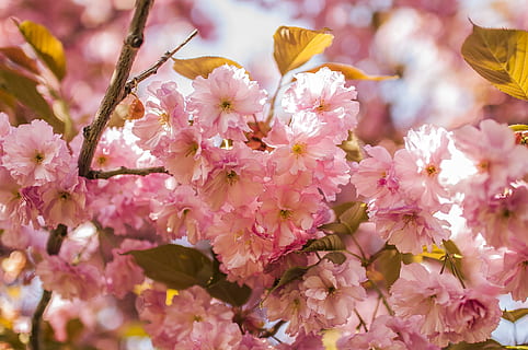 sakura, cirera, planta amb flors, flor, fragilitat, frescor, vulnerabilitat, planta, bellesa a la natura, creixement, color rosa, primer pla, pètal, primavera, arbre, cap de flor, branca, cap gent, inflorescència, naturalesa, botànica, flor de cirerer, a l'aire lliure, cirerer, pol·len, Ram de flors, 4K, CC0, domini públic, lliure de regalies