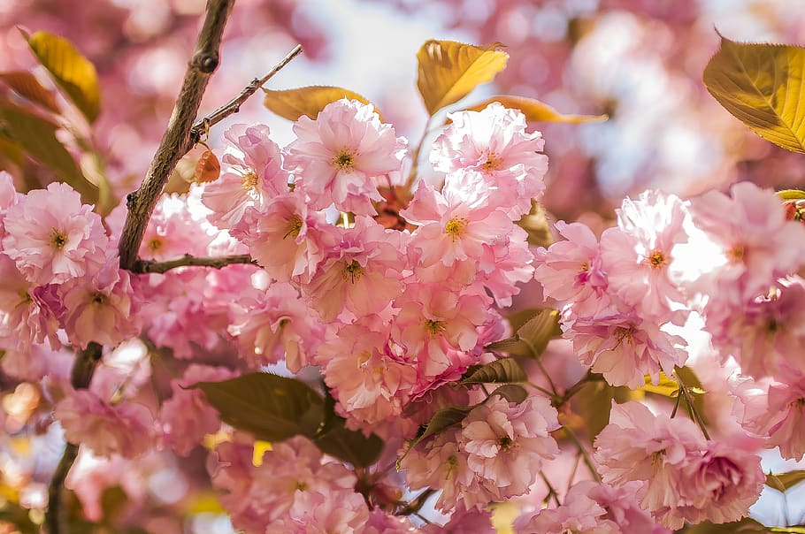 sakura, cirera, planta amb flors, flor, fragilitat, frescor, vulnerabilitat, planta, bellesa a la natura, creixement, color rosa, primer pla, pètal, primavera, arbre, cap de flor, branca, cap gent, inflorescència, naturalesa, botànica, flor de cirerer, a l'aire lliure, cirerer, pol·len, Ram de flors, 4K